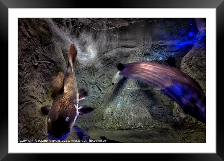 Fish motion activity Framed Mounted Print by Raymond Evans