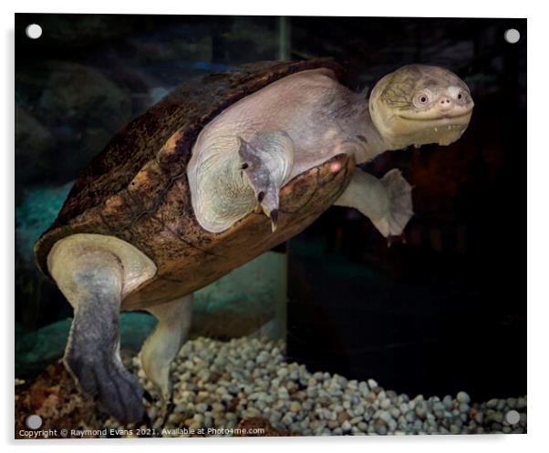 Snake Head Turtle Acrylic by Raymond Evans