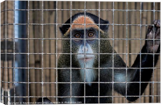 Caged animal, De Brazza's monkey, Canvas Print by Raymond Evans