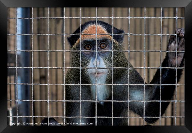Caged animal, De Brazza's monkey, Framed Print by Raymond Evans