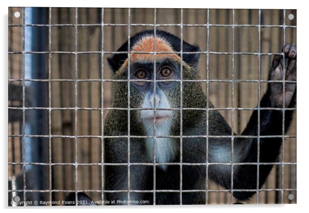 Caged animal, De Brazza's monkey, Acrylic by Raymond Evans