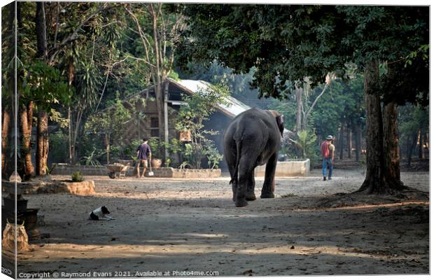 Elephant and Mahout Canvas Print by Raymond Evans