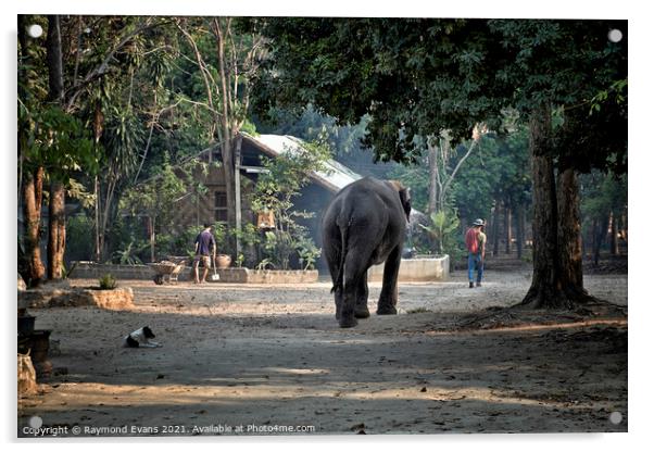 Elephant and Mahout Acrylic by Raymond Evans