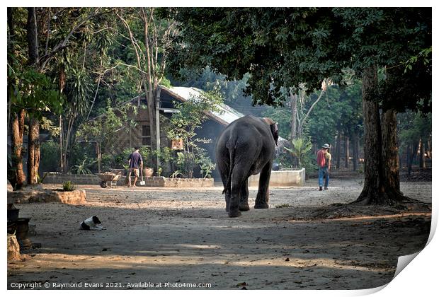 Elephant and Mahout Print by Raymond Evans