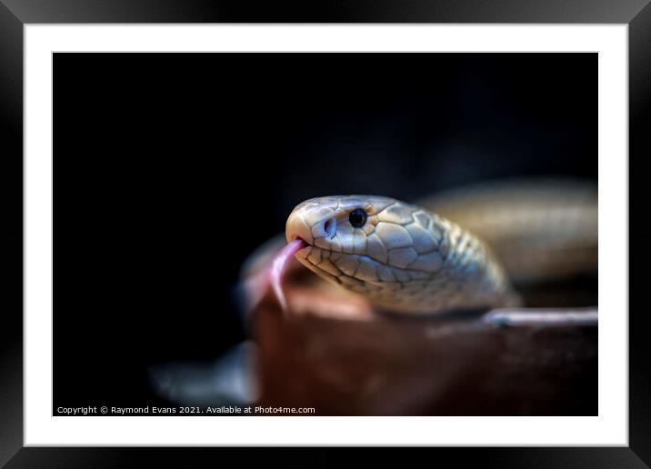 Albino Cobra  Framed Mounted Print by Raymond Evans