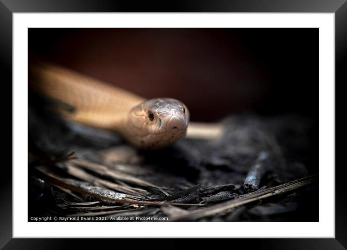 Albino Cobra approaching Framed Mounted Print by Raymond Evans