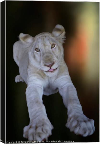 White lion cub (Panthera leo krugeri) Canvas Print by Raymond Evans