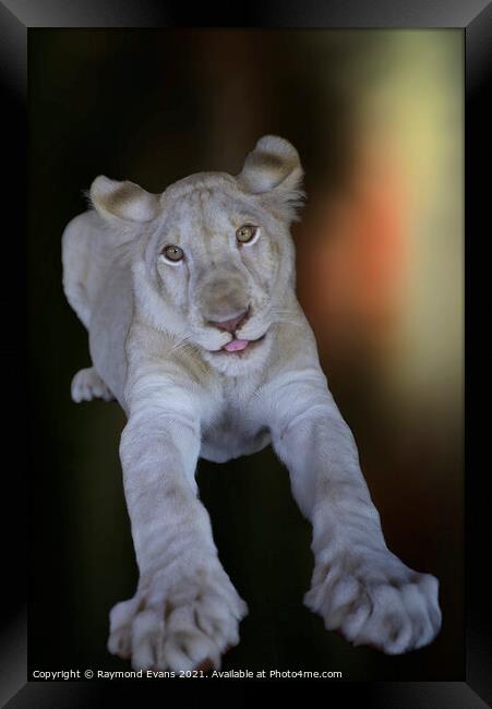 White lion cub (Panthera leo krugeri) Framed Print by Raymond Evans