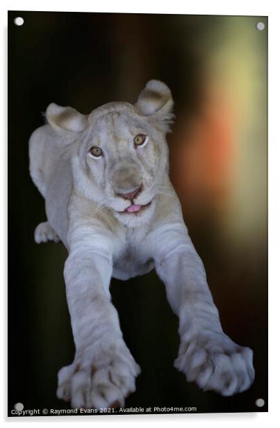 White lion cub (Panthera leo krugeri) Acrylic by Raymond Evans