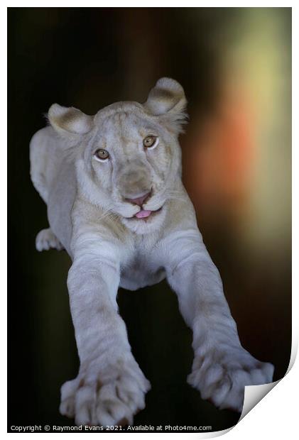 White lion cub (Panthera leo krugeri) Print by Raymond Evans