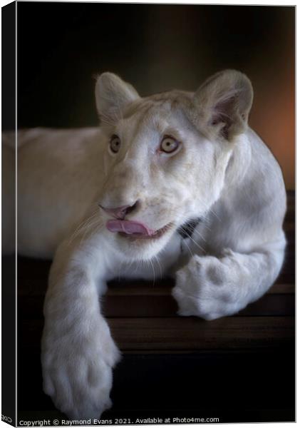White lion cub (Panthera leo krugeri) Canvas Print by Raymond Evans