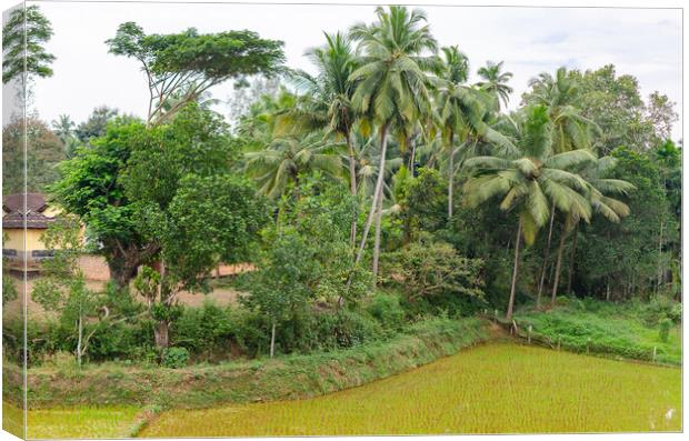 Rural landscape in India Canvas Print by Lucas D'Souza