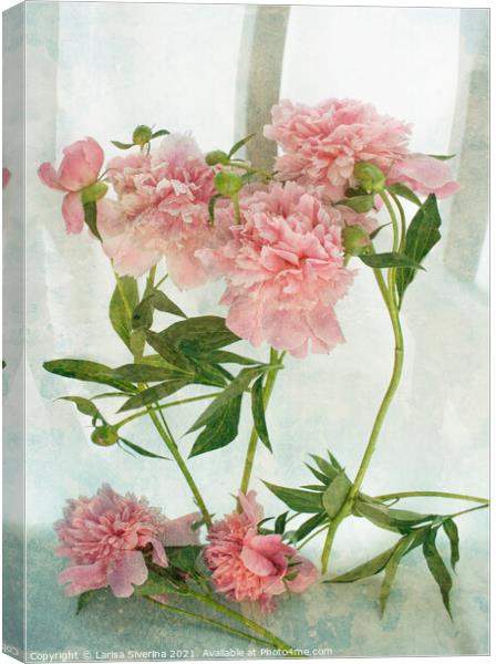 Plant flower Canvas Print by Larisa Siverina