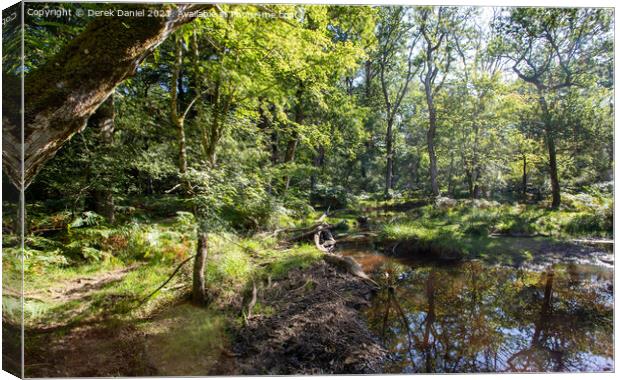 Autumnal Trails in the Enchanting New Forest Canvas Print by Derek Daniel