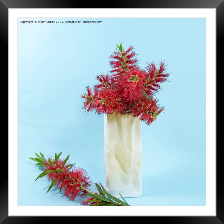 Red Bottlebrush flowers in a white vase. Framed Mounted Print by Geoff Childs