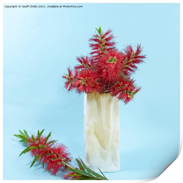 Red Bottlebrush flowers in a white vase. Print by Geoff Childs