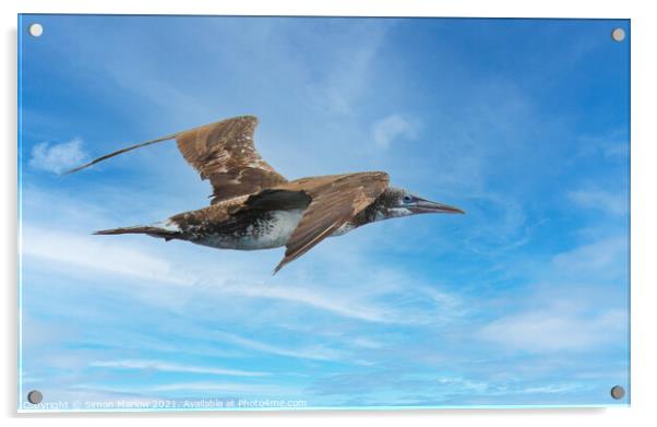 Gannet Acrylic by Simon Marlow