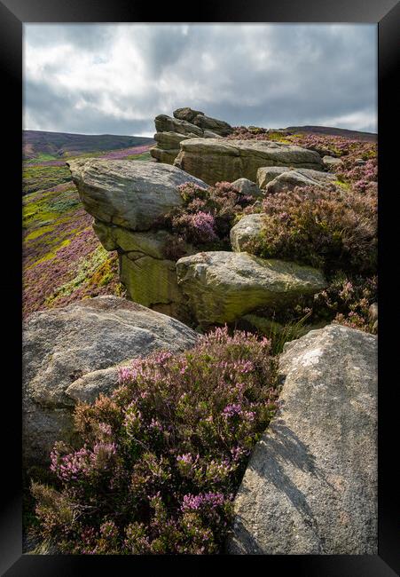 Heather blooming around theThe Worm Stones, Glossop, Derbyshire Framed Print by Andrew Kearton