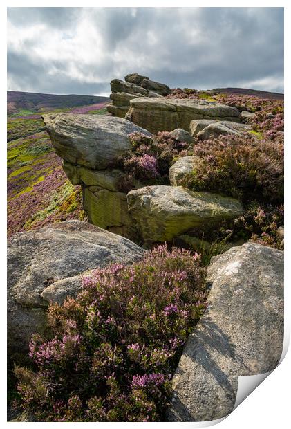 Heather blooming around theThe Worm Stones, Glossop, Derbyshire Print by Andrew Kearton
