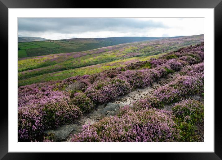 Path on the heather moorland above Glossop in the High Peak Framed Mounted Print by Andrew Kearton