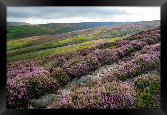 Path on the heather moorland above Glossop in the High Peak Framed Print by Andrew Kearton