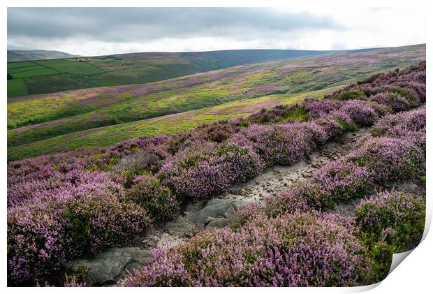 Path on the heather moorland above Glossop in the High Peak Print by Andrew Kearton