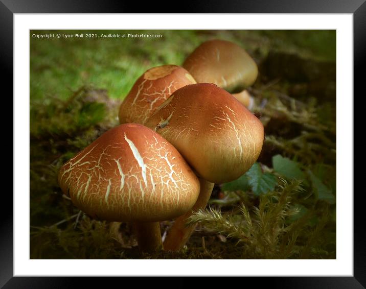 Mushrooms Framed Mounted Print by Lynn Bolt