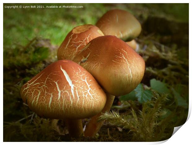 Mushrooms Print by Lynn Bolt