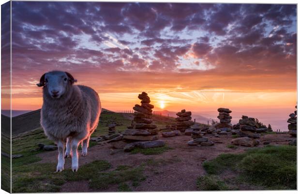 Sheep and Stones Canvas Print by John Finney