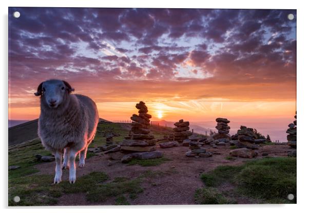 Sheep and Stones Acrylic by John Finney
