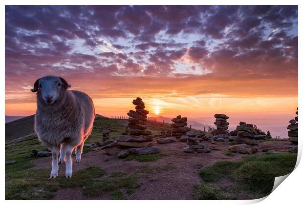 Sheep and Stones Print by John Finney