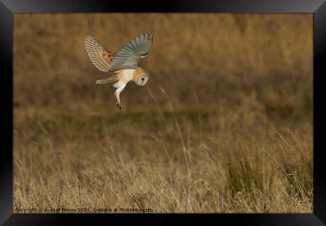Barn Owl hovering- hunting. Warrington England Framed Print by Russell Finney