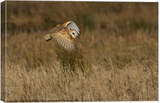 Barn Owl hunting. Liverpool Canvas Print by Russell Finney