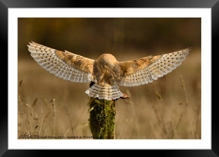 Barn Owl in flight  Framed Mounted Print by Russell Finney