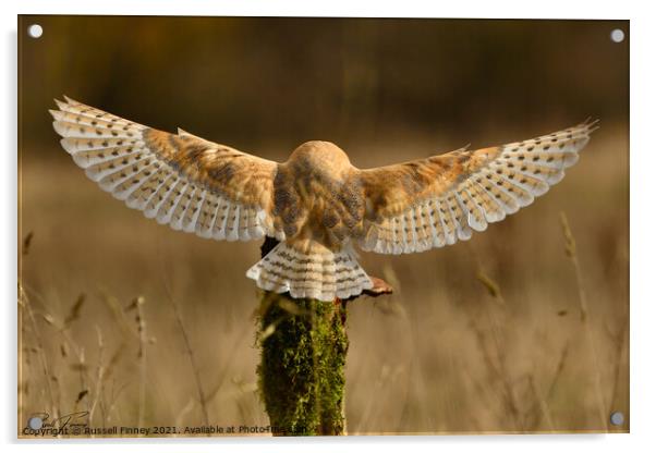 Barn Owl in flight  Acrylic by Russell Finney