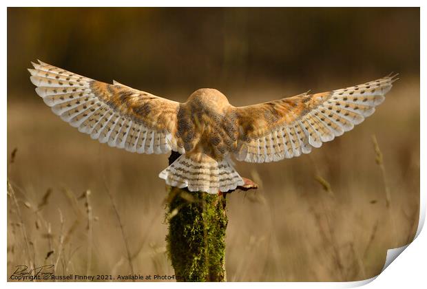 Barn Owl in flight  Print by Russell Finney