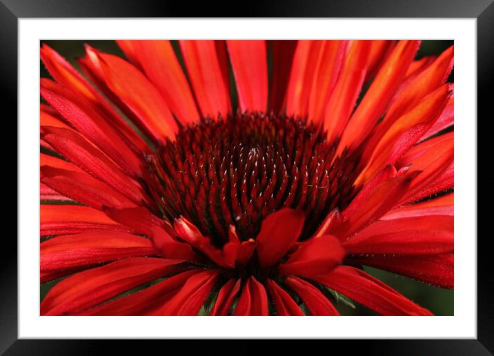 Flaming in Red Framed Mounted Print by Sharon Johnstone