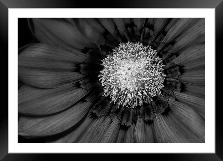 Button Black Framed Mounted Print by Sharon Johnstone