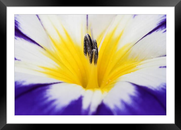 A Splash of Yellow Framed Mounted Print by Sharon Johnstone