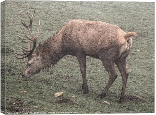 Majestic Stag in Cotswolds Field Canvas Print by Kevin Maughan