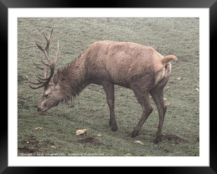 Majestic Stag in Cotswolds Field Framed Mounted Print by Kevin Maughan