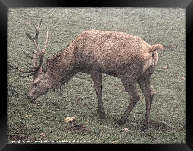 Majestic Stag in Cotswolds Field Framed Print by Kevin Maughan
