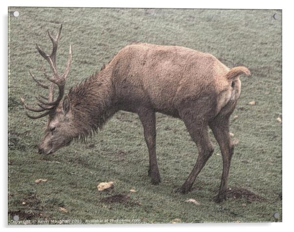 Majestic Stag in Cotswolds Field Acrylic by Kevin Maughan