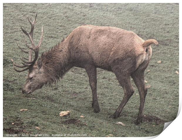 Majestic Stag in Cotswolds Field Print by Kevin Maughan