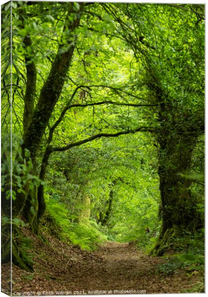 Footpath leading through the woods Canvas Print by Chris Warren