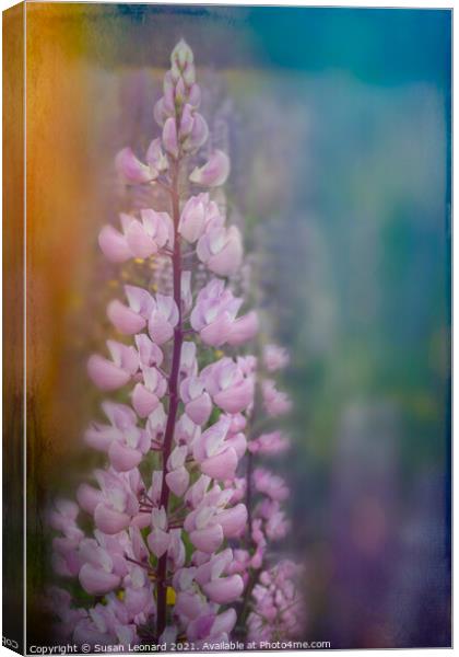 Lupin in pink Canvas Print by Susan Leonard