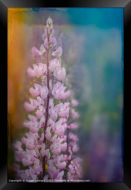 Lupin in pink Framed Print by Susan Leonard