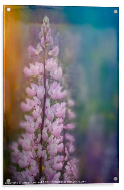 Lupin in pink Acrylic by Susan Leonard