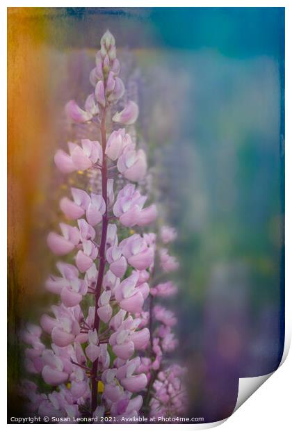 Lupin in pink Print by Susan Leonard