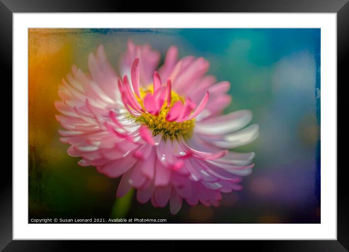 Daisy in pink and white Framed Mounted Print by Susan Leonard